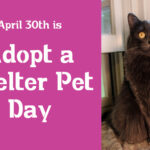 Act on Adopt a Shelter Pet Day