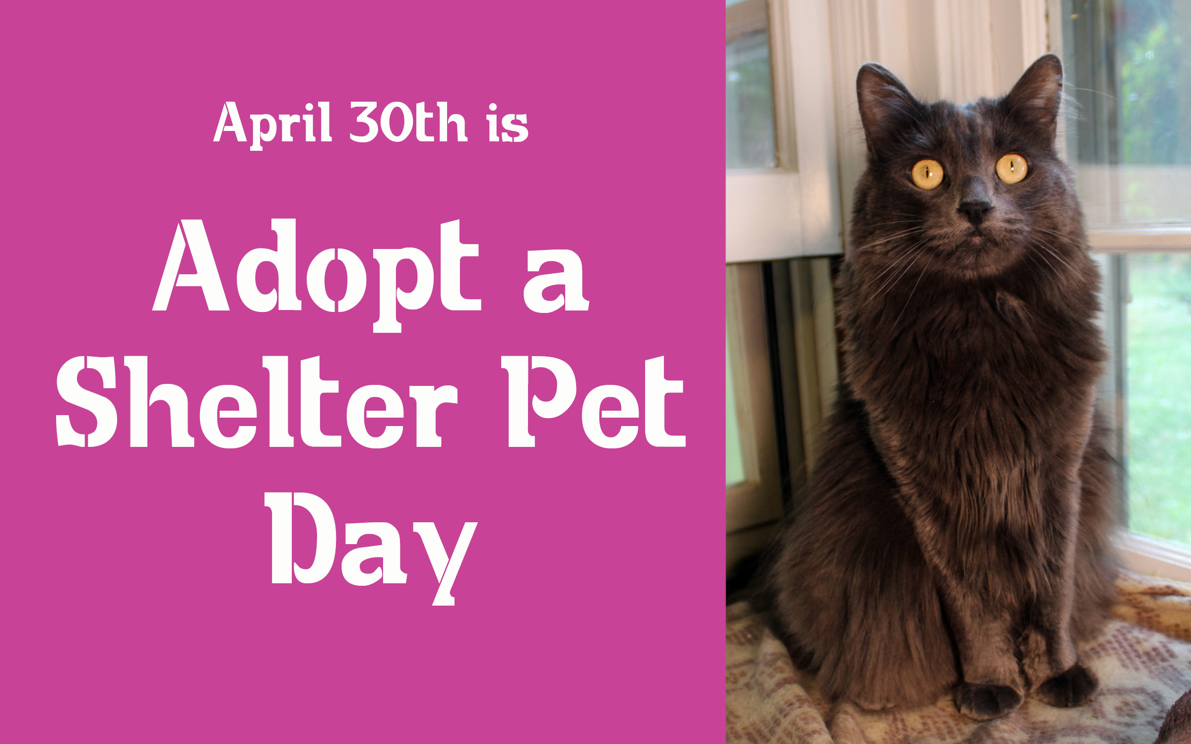 Act on Adopt a Shelter Pet Day