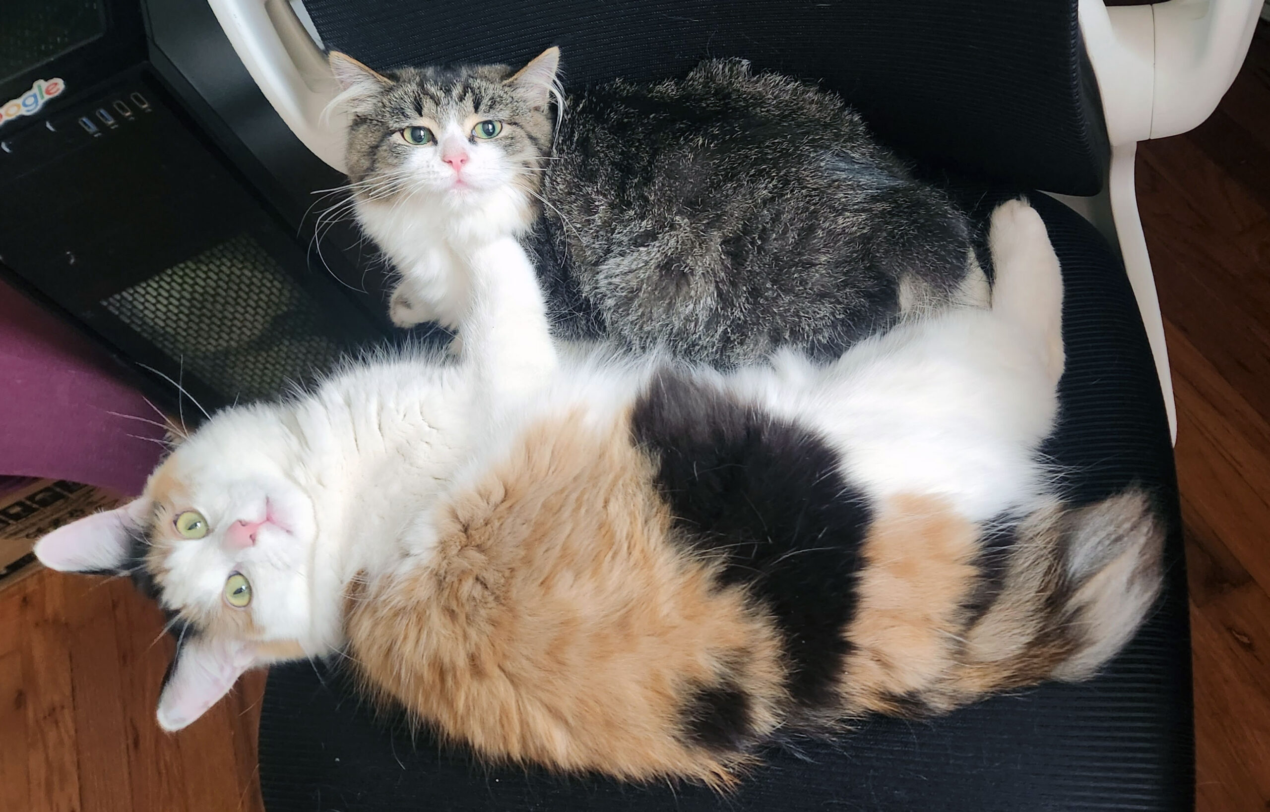 Furry Friends Fur-Ever Tail: Mr. Floofmeister and Laura Pelayo