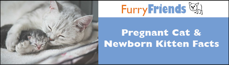 Pregnant Cat & Newborn Kitten Facts