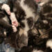 Furry Friends Fur-Ever Tail: Tuxedo Mask and Elizabeth McEldery